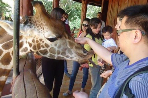 Nairobi National Park, Elephant orphanage & Giraffe Centre