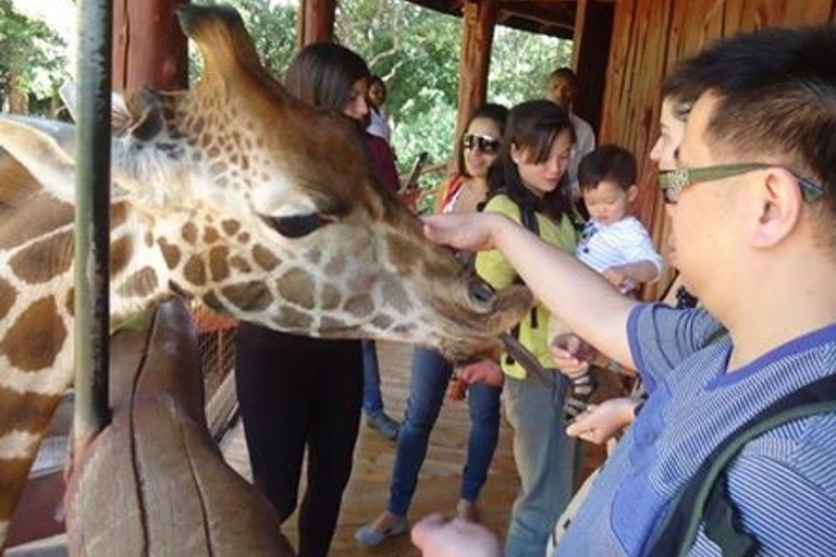 Nairobi National Park, Elephant orphanage & Giraffe Centre