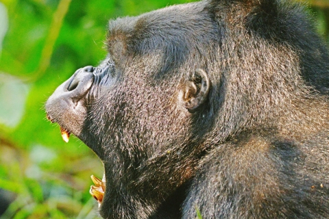 Ankommen in Ruanda Gorilla Trekking in Uganda