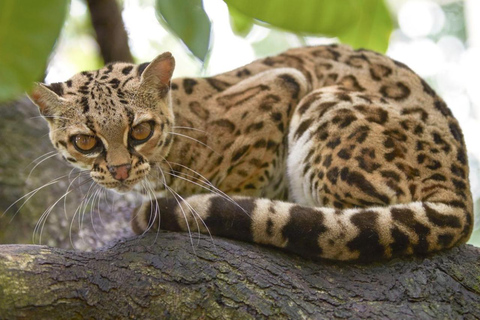 Iquitos | 2 dagen in de Amazone, natuurwonder van de wereld