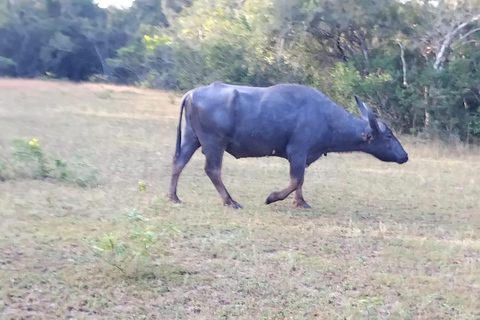 Wilpattu National Park: Half-Day Safari with Meals & Pickup Evening Safari with Meals (From Wilpattu Area)
