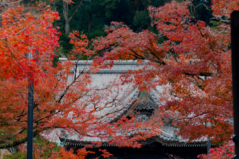 Specjalna wycieczka Kawazu Sakura Strawberry Hot Spring Day TourWyjście Shinjuku West