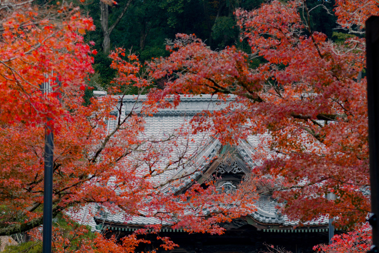 Sakura Special Kawazu Sakura Strawberry Hot Spring Day TourShinjuku West Exit