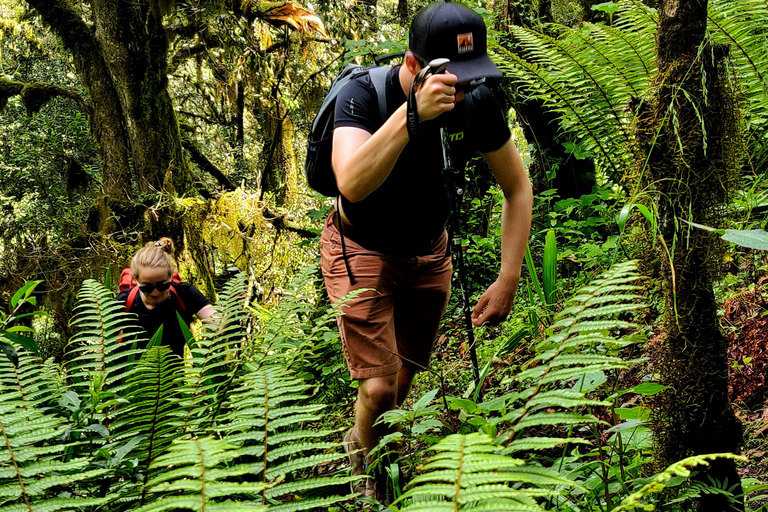 Oaxaca: Hiking in the Sierra Norte Forest