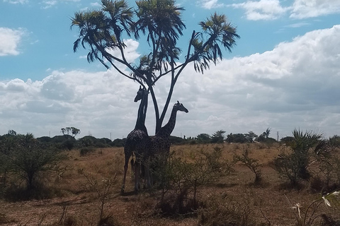 Mombasa: Wildlife Sanctuary Guided Nature Trail Tour Wildlife Sanctuary Guided Nature Trail Tour