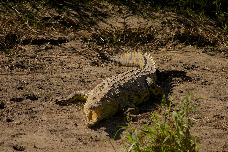 Zanzibar: Private Day Trip to Mikumi Safari (Open Jeep)