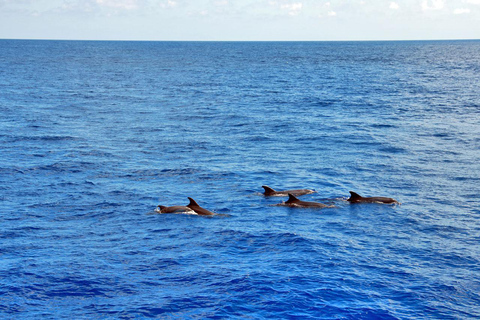 Mallorca: 3-Hour Afternoon Dolphin Watching Boat Tour Santa Ponsa Meeting Point