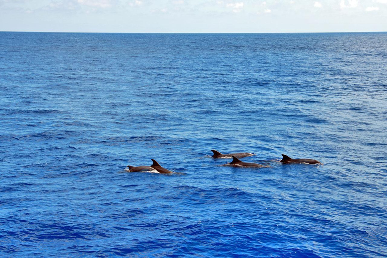 Mallorca: tour en barco de 3 horas por la tarde para avistar delfinesPunto de encuentro en Paguera