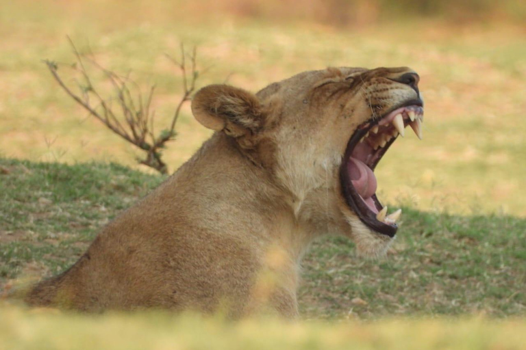 Safari Kruger National from Maputo (Economic)