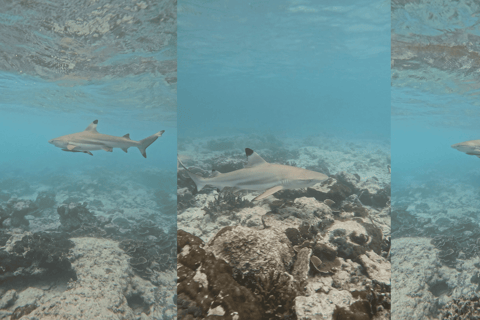 Phi Phi Islands: Shark Snorkeling Phi Phi Islands: PRIVATE VIP Shark Snorkeling - 4h