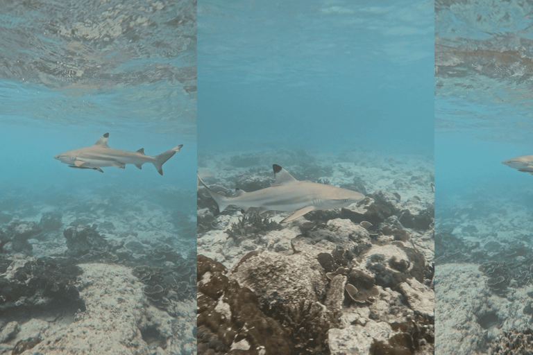 Phi Phi Islands: Shark Snorkeling Phi Phi Islands: PRIVATE VIP Shark Snorkeling - 4h