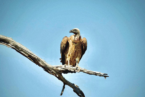 Victoria Falls and Birdwatching Tour
