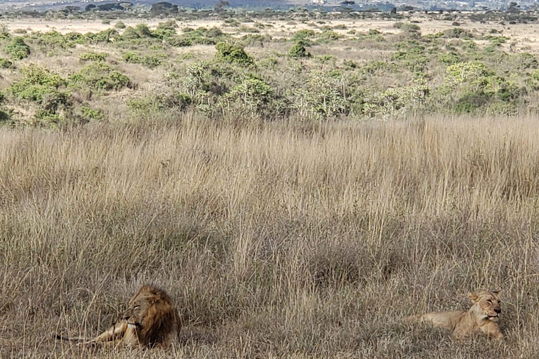 Nairobi National Park Halve dag gamedrive met gids