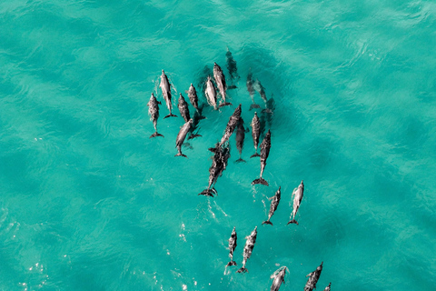 Mauritius: Wild Dolphin Swim and Snorkeling Experience