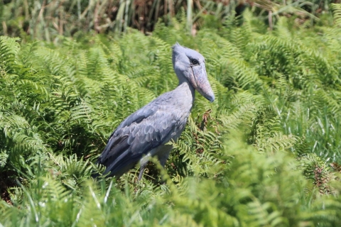 1-Day Best of Mabamba Shoebill Tour and Birding Experience