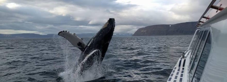 Ísafjörður : excursion en bateau pour observer les baleines dans les fjords de l'ouest