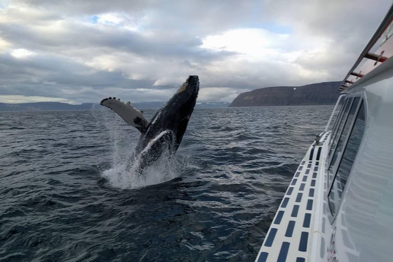 Ísafjörður: Westfjords Whale Watching Boat Tour