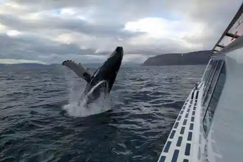 Ísafjörður: Tur cu barca pentru observarea balenelor în Westfjords