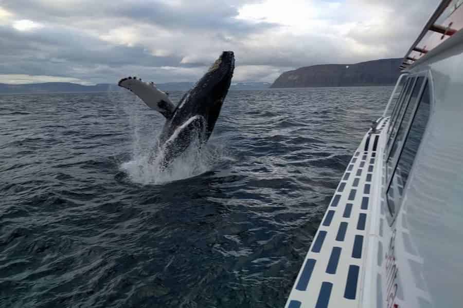 Ísafjörður: Walbeobachtungstour in den Westfjorden. Foto: GetYourGuide