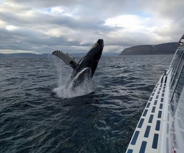 Ísafjörður: Valskådningstur i Westfjords