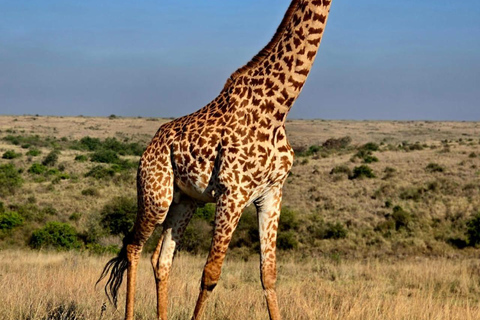 Halvdagsutflykt till Nairobis nationalpark med upphämtning från hotell