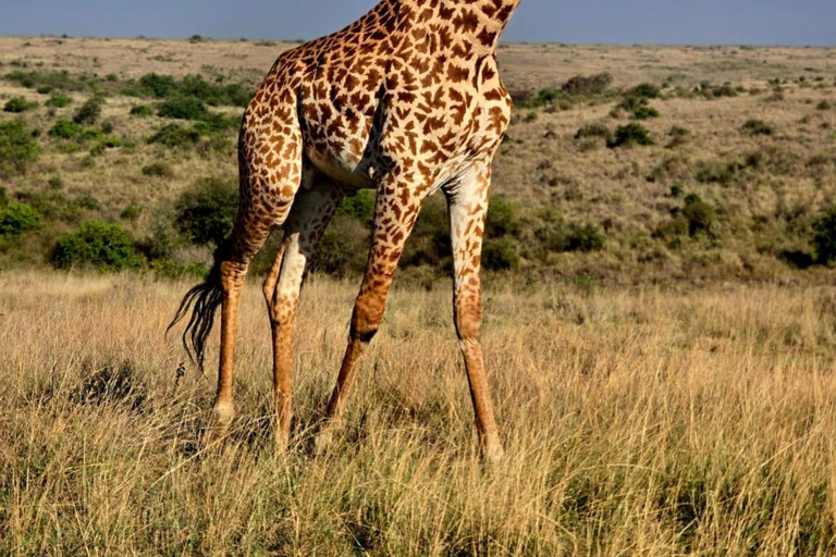 Halvdagsutflykt till Nairobis nationalpark med upphämtning från hotell