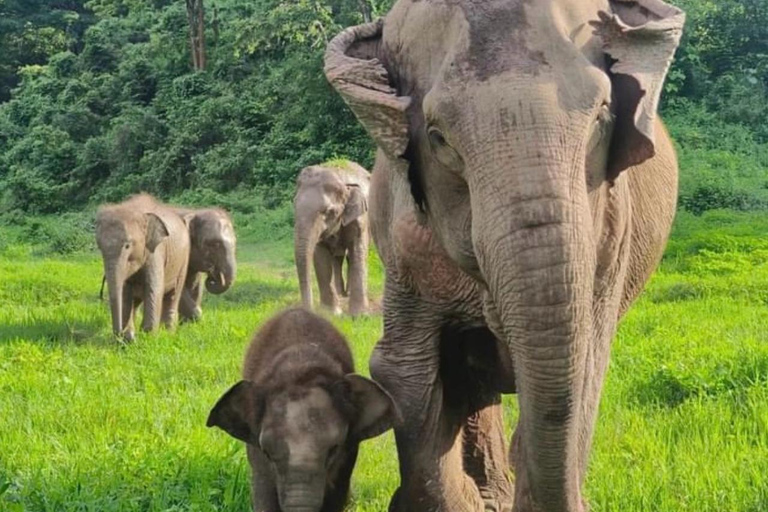 Chiang Mai | TeeTee Elephant Home Cura degli elefanti Mezza giornata