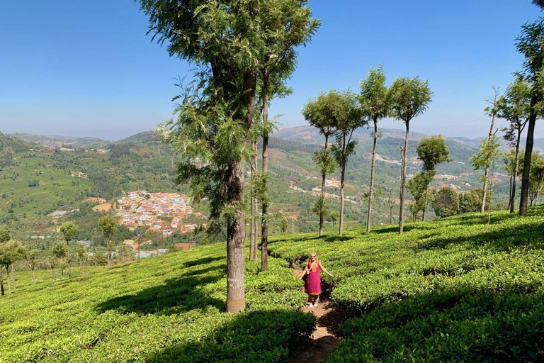 From Bangalore: Majestic Ooty Hill Station Tour 2N/3D