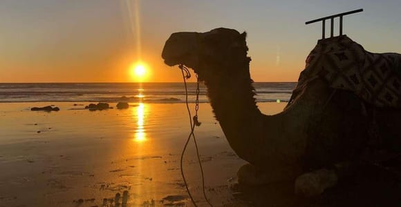 From Agadir: Camel Ride Tour with Hotel Pickup and Drop-Off