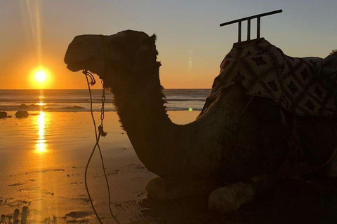 From Agadir: Camel Ride Tour with Hotel Pickup and Drop-Off