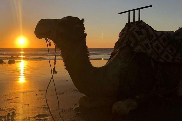 Au départ d&#039;Agadir : balade à dos de chameau avec prise en charge et retour à l&#039;hôtelDepuis Agadir : balade à dos de chameau avec prise en charge et retour à l&#039;hôtel