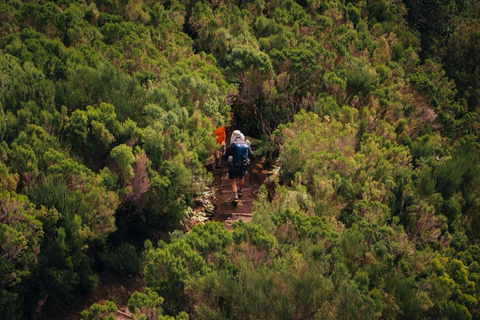 Funchal: Vereda do Fanal PR13 Hiking with Transfer & Guide