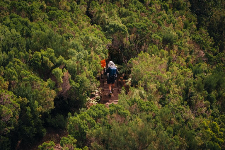 Funchal: Vereda do Fanal PR13 Hiking with Transfer & Guide