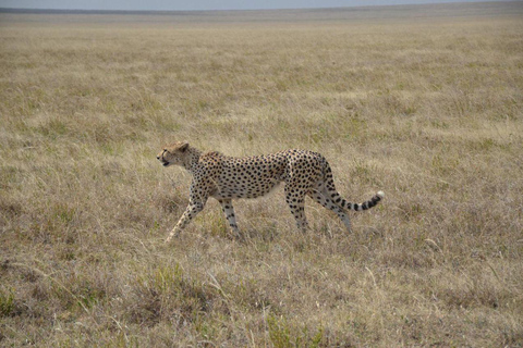 12 Days Tanzania Adventure: Safari, Culture &amp; Mountains