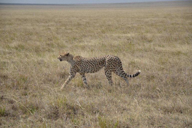 12 Days Tanzania Adventure: Safari, Culture &amp; Mountains