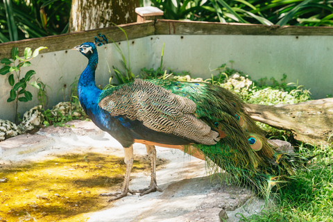 Fort Lauderdale: Flamingo Gardens Entry Ticket