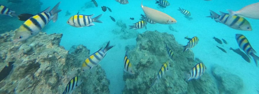 Île de Mnemba : nage avec les dauphins et plongée avec tuba, avec option déjeuner