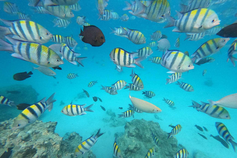 Zanzibar: Mnemba Island, Jozani forest & The Rock restaurant Private tour no Hotel pick up and drop-off included