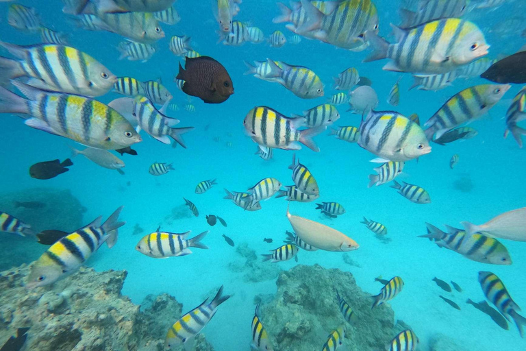 Zanzibar: Mnemba Island, Jozani forest & The Rock restaurant Private tour no Hotel pick up and drop-off included