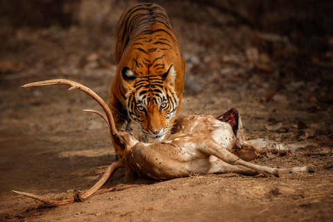 Delhi naar Ranthambhore nachtelijke tour/tijgersafari per auto