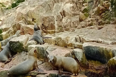 Paracas: Ilhas Ballestas e Reserva Nacional de ParacasReserva Nacional de Paracas e Praias