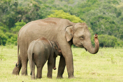 Da Ella : Yala Safari tour &amp; Drop - Tangalle / Hiriketiya12 h Safari di un giorno nel Parco Nazionale di Yala