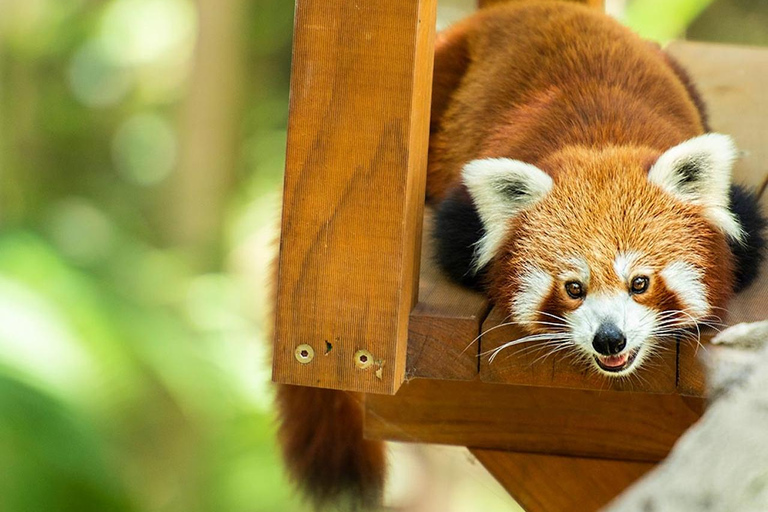 Experience Pass: Sky-High Thrills & Wildlife Wonders