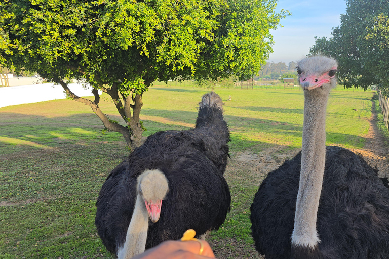 Cape Town: Ostrich Ranch Safari with Hotel Transfer