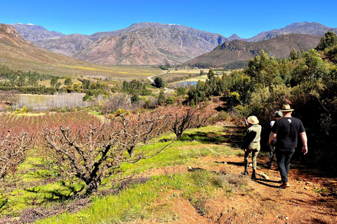 Kaapstad: reis door het wijnparadijs van Zuid-AfrikaKaapstad: Reis door het wijnparadijs van Zuid-Afrika
