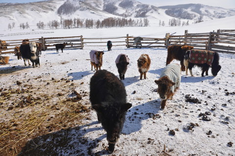 Nomadic Cow Herding Experience tour - 5 Days