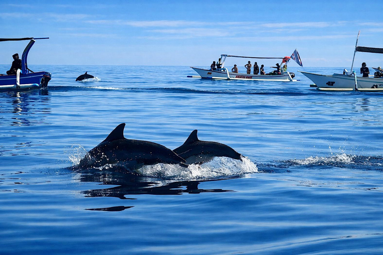 Lovina: Dolphin Observe & Snorkeling with Optional GoPro Sharing Dolphin Tour With GoPro, Transfer Hotel North Area