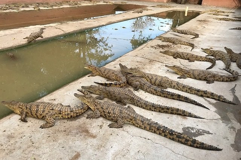 Victoria Falls: Crocodile Farm and Big Tree Tour