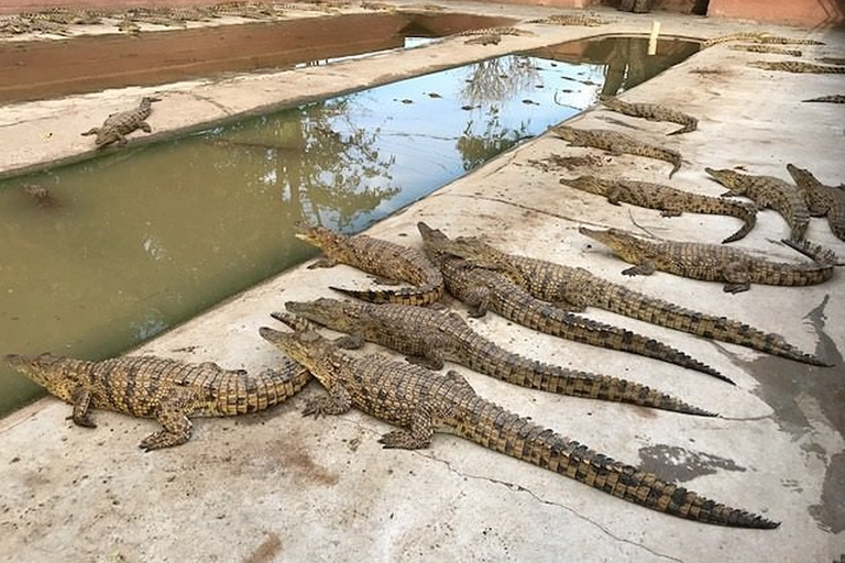 Victoria Falls: Crocodile Farm and Big Tree Tour