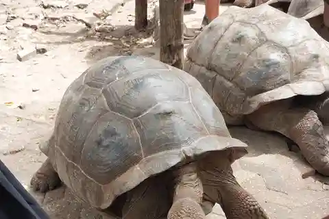Zanzibar: gita in barca sull'isola della prigione con snorkeling